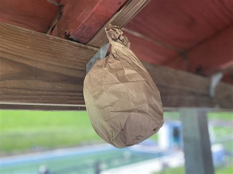 brown paper bag fake wasp nest